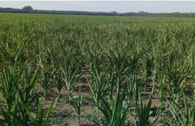 Más de la mitad del área sembrada con soja, maíz y girasol se encuentra en condición hídrica de sequía