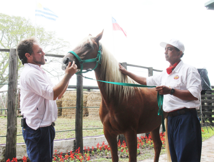 caballo 2.jpg