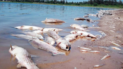 Contaminaciones en el Paraná, Negro y Paranacito
