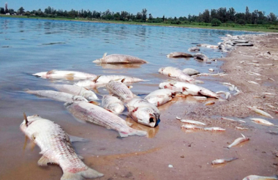 Contaminaciones en el Paraná, Negro y Paranacito 
