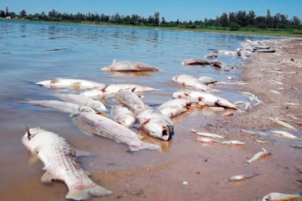 mortandad-peces2.jpg