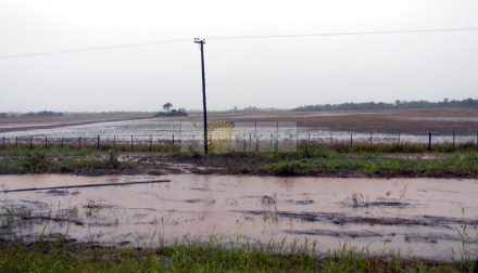cosecha01.jpg