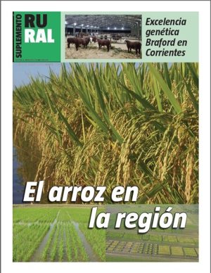 El arroz en la región