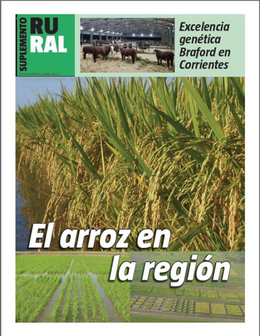 El arroz en la región