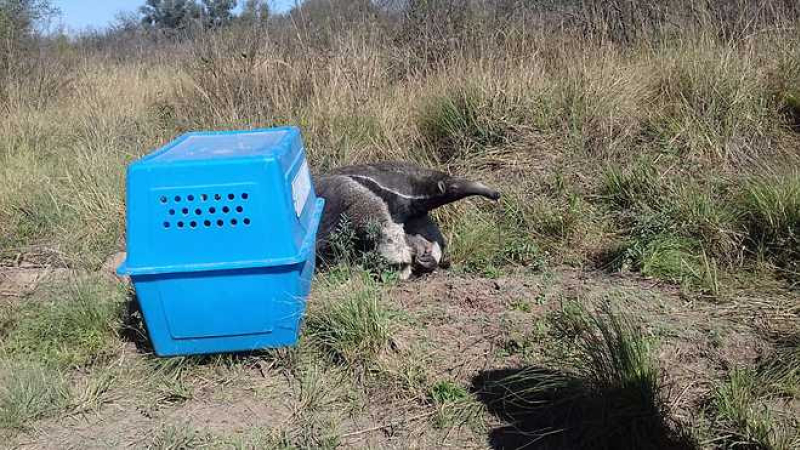 Liberaron a un oso hormiguero en El Impenetrable