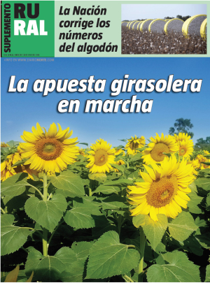 La apuesta girasolera en marcha