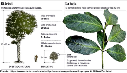 yerba5.jpg