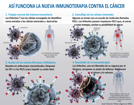 INMUNOTERAPIA-CONTRA-EL-CAN.jpg