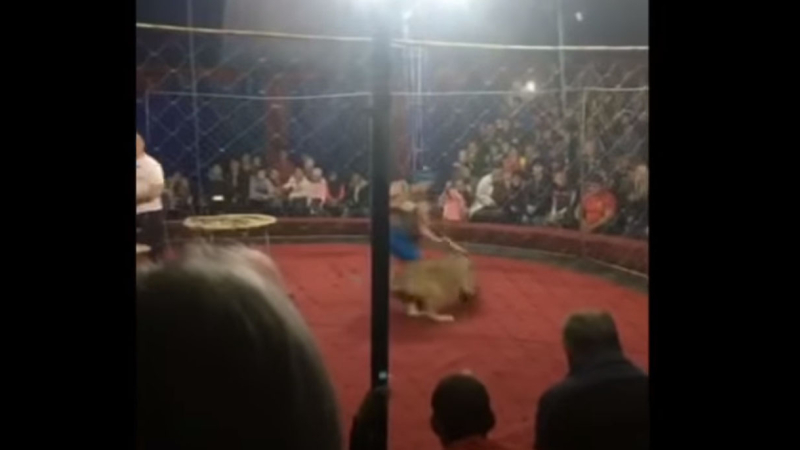 Desesperante video: una leona atacó a una nena de 3 años en un circo