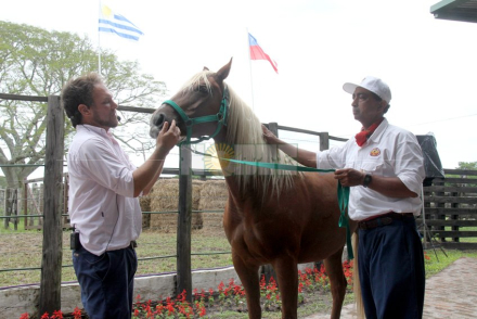 equino2.jpg