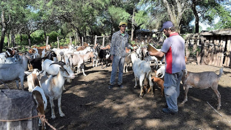 Resistiendo en pequeñas superficies para no desaparecer