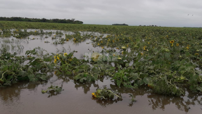 La zona rural también sufrió el temporal con diferentes niveles de afectación