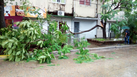 arbol3.jpg