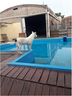 mascota.JPG