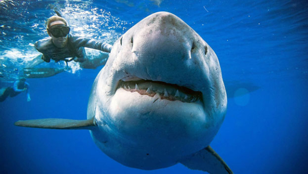 <p>(Reuters)  Deep Blue la tiburón más grande del que se tenga registro, fue vista esta semana en las aguas de Hawaii, lo que causó la emoción de los investigadores que lograron retratarla y el asombro de millones de usuarios.</p>