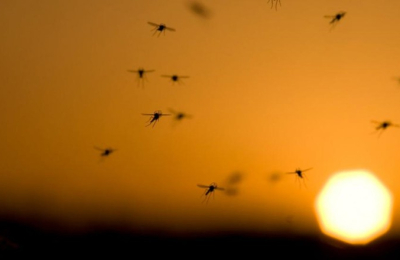 Desarrollan una herramienta informática contra el Dengue y el Zika