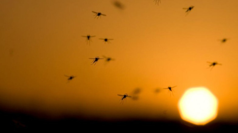 Desarrollan una herramienta informática contra el Dengue y el Zika