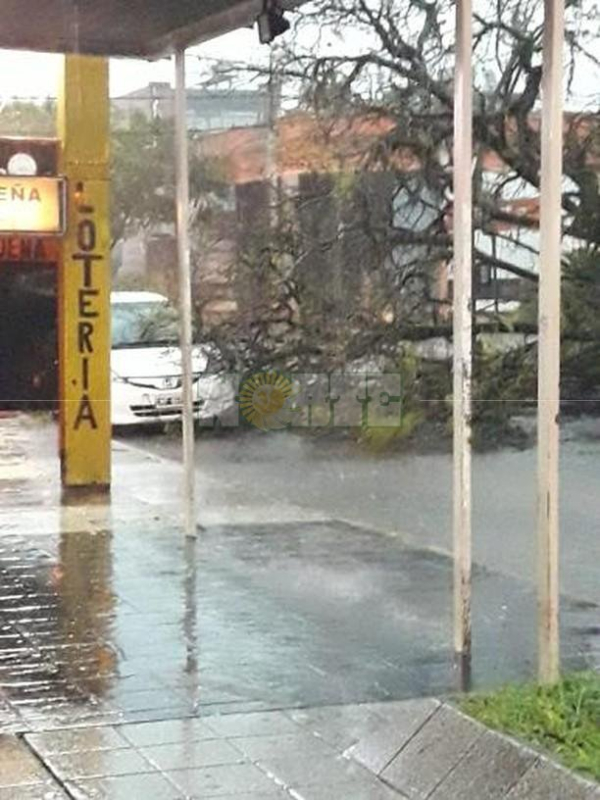 <p>Caída de un árbol en el centro. </p>