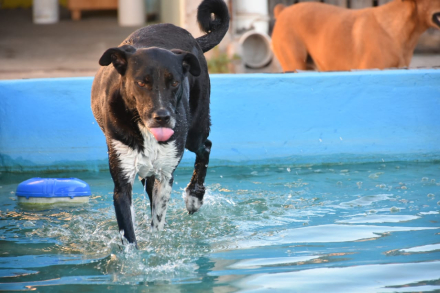 perro02.jpg