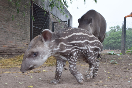 tapir bebe01.jpg