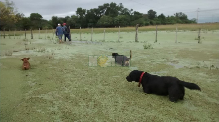 buscando vacas.JPG