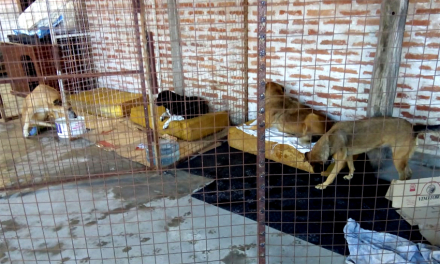 perros.jpg