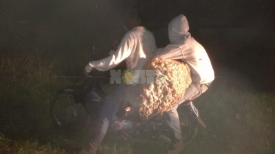 Los atraparon con las manos en la oveja: “La sacamos a pasear”, dijeron