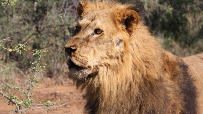 Dos leones del zoológico de Santiago del Estero fueron liberados en Sudáfrica
