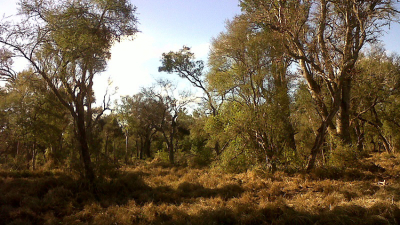 El Chaco cuenta con un centro de monitoreo de bosques nativos
