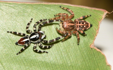 araña2.jpg