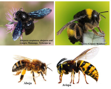 avispa-abeja-abejorro4.jpg