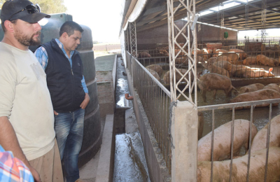 Una experiencia única: bioenergía a partir de los desechos de cerdos