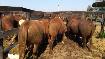 Con las juras de admisión, arranca hoy la 90º Expo Rural del Chaco