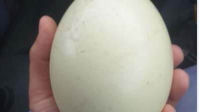 Detienen a un ladrón de huevo de ñandú