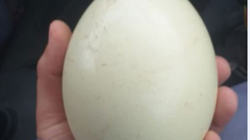 Detienen a un ladrón de huevo de ñandú