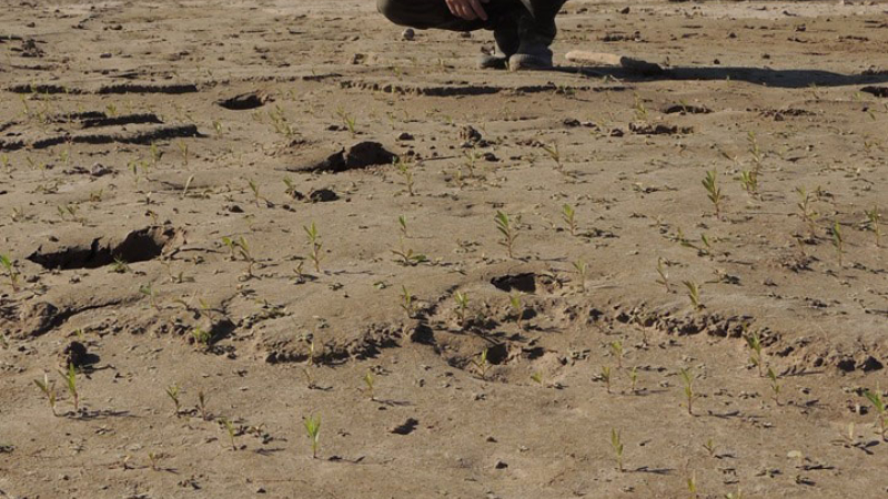 Registran la presencia de un yaguareté en el Parque Nacional El Impenetrable