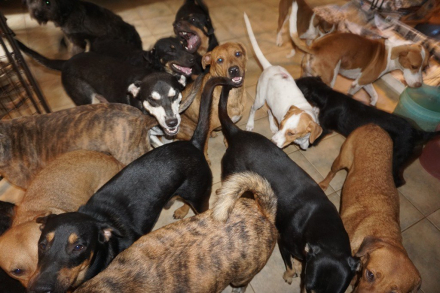 perro4.jpg