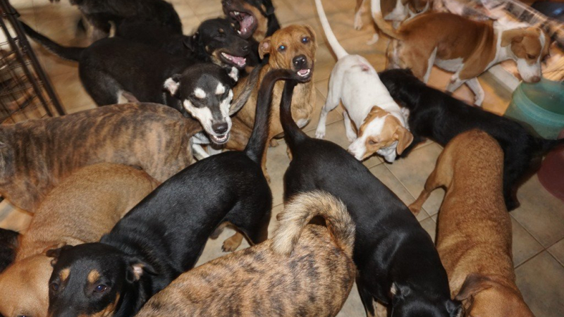 Una mujer en Bahamas resguarda en su casa a 97 perros para protegerlos del huracán