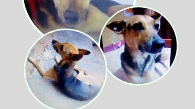Ayudanos a encontrar a “Nena”