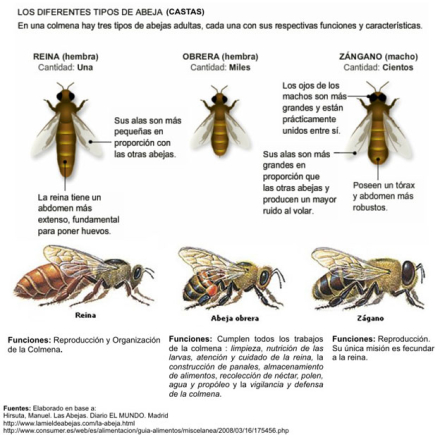 abeja-castas3.jpg