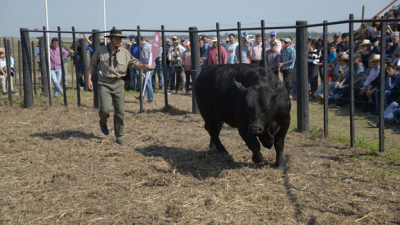 Primera Agronea Ganadera: una nueva estrategia de desarrollo de negocios