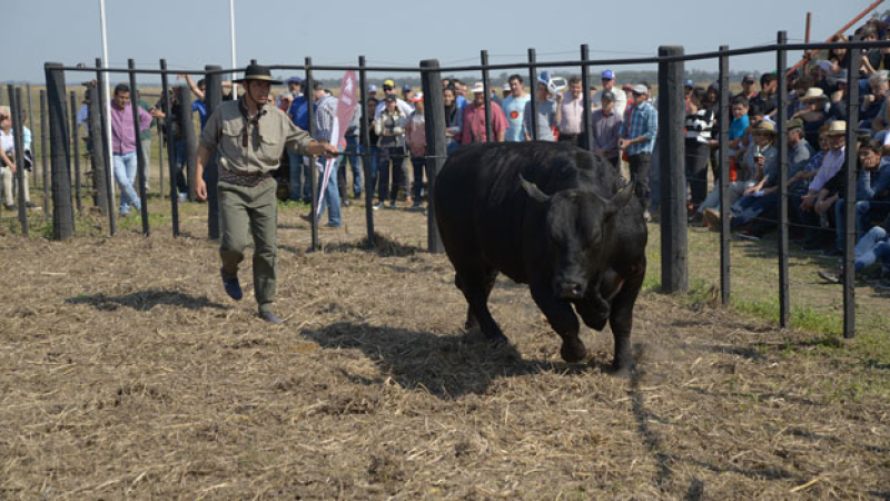 Primera Agronea Ganadera: una nueva estrategia de desarrollo de negocios