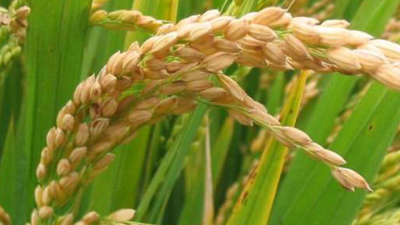 De oriente al mundo: El arroz