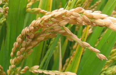 De oriente al mundo: El arroz