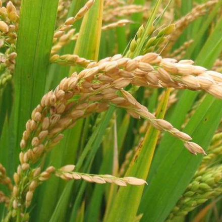 arroz1.jpg
