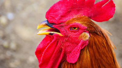 Murió de una hemorragia causada por los picotazos de un gallo
