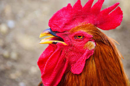 gallo.jpg