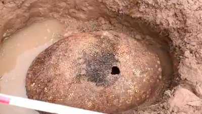 Pescadores encontraron el caparazón de una inmensa criatura extinta