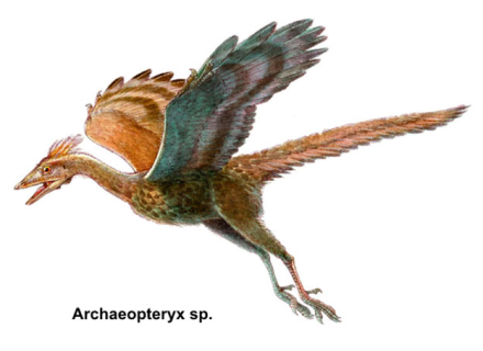 archaeopteryx-sp.1.jpg