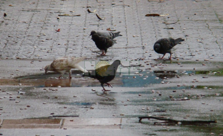 lluvia Rcia 4.jpg